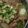ゆうきいた's cooksnap of when they made ねぎ塩ダレで豚丼　簡単で美味しい.
