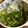 Satukoko's cooksnap of when they made 簡単☆5分で出来る明日葉の酢みそ和え♪.