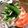 ♫mannie♫'s cooksnap of when they made 水菜の塩こんサラダ.