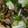 Tomy5go's cooksnap of when they made ご飯に合う！豚と茄子とネギのこってり炒め.