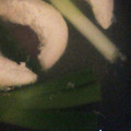 龍華＋゜．'s cooksnap of when they made しっとりササミフレーク.