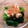 kutsuken's cooksnap of when they made 簡単小松菜と豆腐のおひたし。煮浸し。.