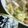 negoto's cooksnap of when they made 調味料不要！春キャベツと鯖缶詰の簡単炒め.