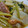 めかにか's cooksnap of when they made 野菜ひとつで簡単！かぶとウインナーの煮物.