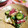 ＴＯＭＯＷＡＴ's cooksnap of when they made さっぱり☆たこときゅうりのピリ辛和え.