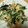 すぶたまる's cooksnap of when they made 塩昆布と水菜の卵焼き.