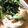 甘茶0825's cooksnap of when they made ♪せせりともやしのオイマヨ炒め♪.
