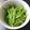 もーり☆☆'s cooksnap of when they made よしな(ミズ、ウワバミソウ)鶏肉の炒め物.