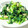 madamーyuri's cooksnap of when they made 簡単すぎて【ほうれん草と三つ葉の和え物】.