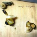GoGo島みかん's cooksnap of when they made 母の味☆うちのサザエのつぼ焼きは味噌味♪.