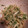 まゆゆんのママ's cooksnap of when they made 水菜とわかめのツナわさび和え.
