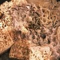 きくたん's cooksnap of when they made おかわり続出★我が家のすき焼き風肉豆腐.