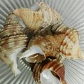 がめらちゃん's cooksnap of when they made 簡単&楽チン つぶ貝煮付け おつまみ.
