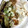 まさまさといちご's cooksnap of when they made 蒸し鶏と焼きなすのネギソース.