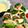 HNM55's cooksnap of when they made ゴイクン～マグロとアボカドの和風生春巻き.