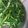 クック0JCX0J☆'s cooksnap of when they made 春菊の胡桃和え。.