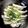 アル中アングラー's cooksnap of when they made キスの塩煮.