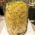 ◎りえぽん◎'s cooksnap of when they made アルファルファの育て方.