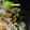 ☆ユウコリン☆'s cooksnap of when they made 野沢菜(小松菜)の無添加ふりかけ.