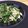 ʕ•ٹ•ʔ's cooksnap of when they made 沖縄で教わったソーメンチャンプルー.