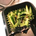 まなみ518's cooksnap of when they made さっぱりきゅうり♬.
