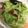 はるか＊ワーママ's cooksnap of when they made 夏【麹浅漬け】.