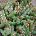かいたまま's cooksnap of when they made ＊いんげんのごま和え＊.