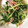 もんす。's cooksnap of when they made 水菜とベーコンのウェイパー炒め.