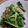 クックFUC4SM☆'s cooksnap of when they made ☆糖質オフ☆ 小松菜とツナの炒め物.