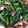 クック2VPQBT☆'s cooksnap of when they made 烏賊とほうれん草の中華炒め.