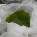 しのばぁたん's cooksnap of when they made ☆簡単保存☆ 大葉の傷みにくい保存方法.