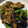 yanagamo's cooksnap of when they made 味付け簡単！豚肉と野菜の炒め.