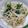 plumjam's cooksnap of when they made レンジで簡単！もやしのナムル.