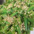 rukoyon's cooksnap of when they made 味付け簡単！ピーマンと隠元のニンニク炒め.