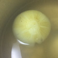 YorozUta's cooksnap of when they made まるごと新玉ねぎのトロトロスープ.