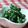ゆうかりコアラ's cooksnap of when they made ホウレン草の明太マヨ炒め.