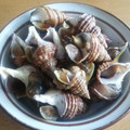 ぽれぽれ2000's cooksnap of when they made 簡単！灯台つぶの煮つけ.