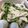 クック2Y94XX☆'s cooksnap of when they made 鶏胸肉と三つ葉と胡瓜のおかずサラダ.