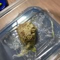 nunuko38's cooksnap of when they made キャベツが皮のシュウマイ.
