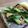 あず7225's cooksnap of when they made 小松菜とベーコンのチャチャっと炒め.