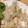 パフェうさこ♪'s cooksnap of when they made すし酢で簡単♪大根とかまぼこの胡麻酢和え.