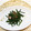 horseland's cooksnap of when they made ささげ豆のベーコン炒め.