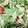 クックEC79B4☆'s cooksnap of when they made アボカドとトマトと水菜のわさびマヨサラダ.