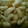 かわはぎﾛｰﾙ's cooksnap of when they made 簡単!すし酢deらっきょうの甘酢漬け.