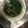 カサブランカダンディ's cooksnap of when they made ❁ 大根の葉でお漬物.