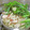 イベ長's cooksnap of when they made もつ鍋～博多風～.
