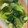 honey36's cooksnap of when they made 白だしで簡単☆青梗菜のお浸し.