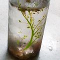 ビビ2525's cooksnap of when they made おうちで作る熱中症予防飲料！.