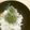 むぴょこぴょこん's cooksnap of when they made レンジでふりかけ第2弾♫青じそ編.