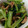 クックZW2WR7☆'s cooksnap of when they made 簡単 直ぐに出来る小松菜としめじのお浸し.